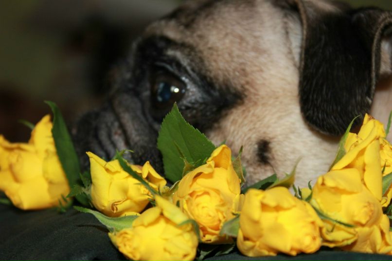 Анна Афанасьева | Санкт-Петербург