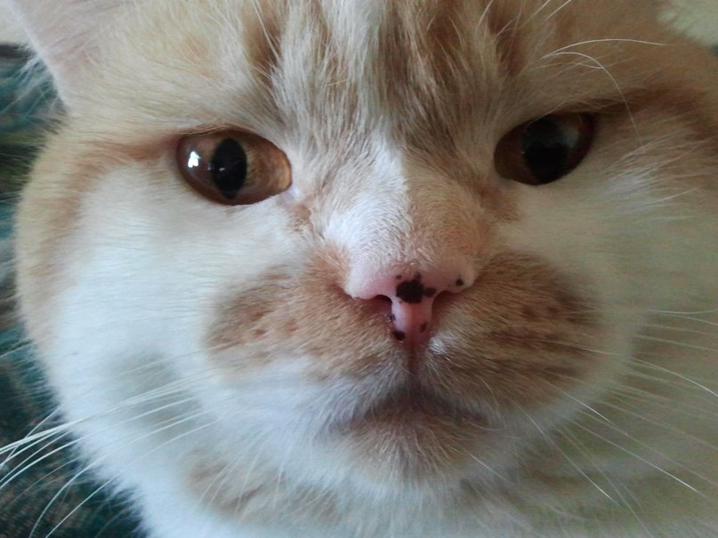 Руфат Фейзулин | Санкт-Петербург