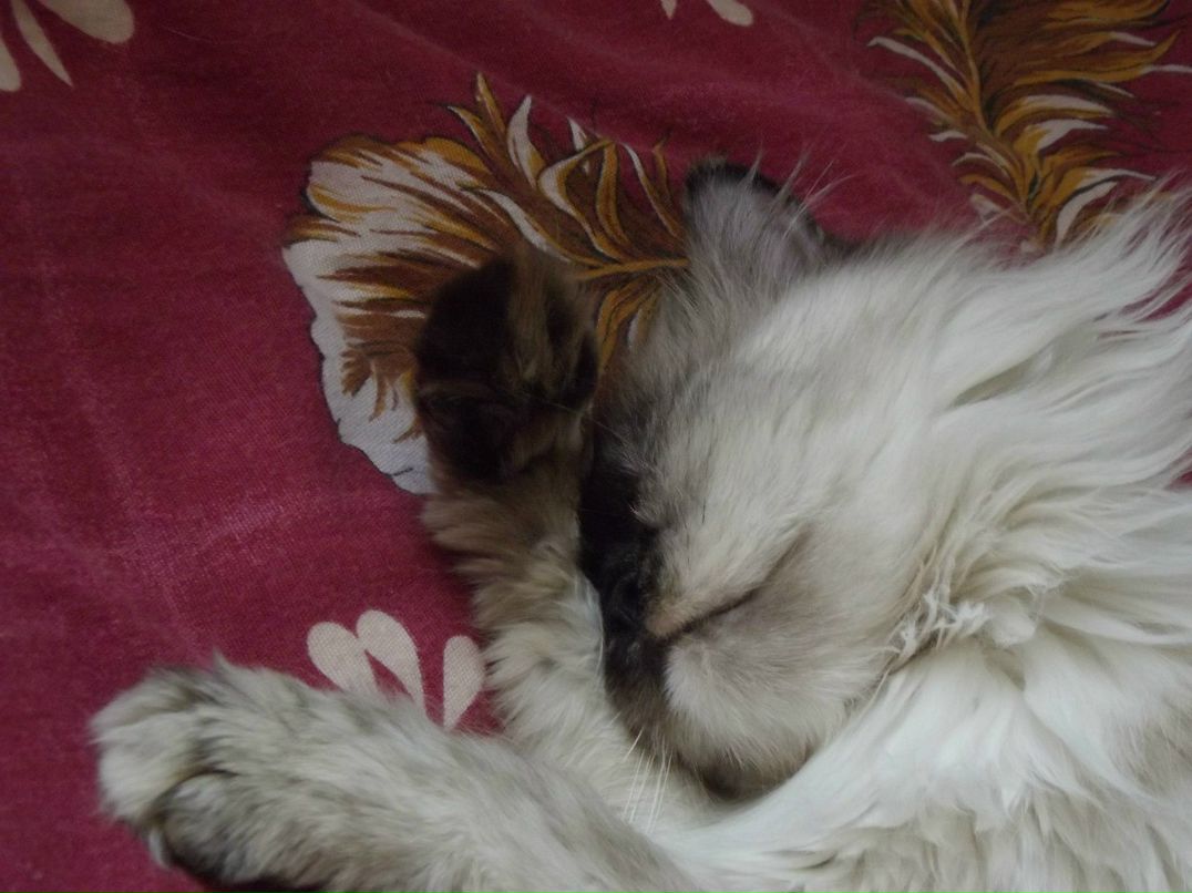 Анастасия Кличко | Новосибирск