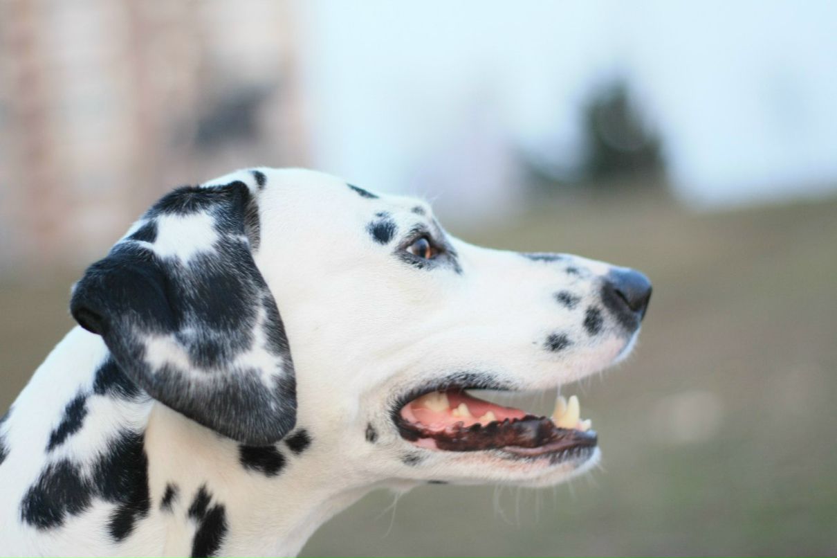 Славик Аджигитов | Москва