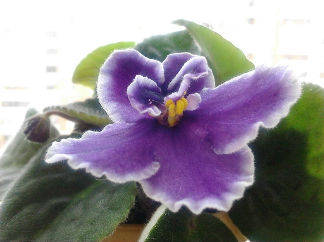 Валентина Давыдова | Чебоксары