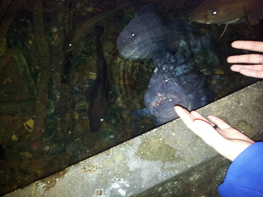 Ирина Дежан | Санкт-Петербург