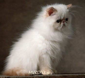 Александра Несмашная | 