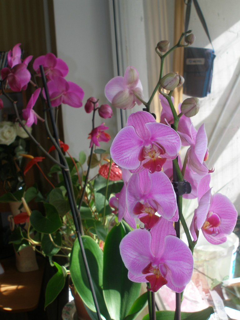 Алла Блум | Славутич