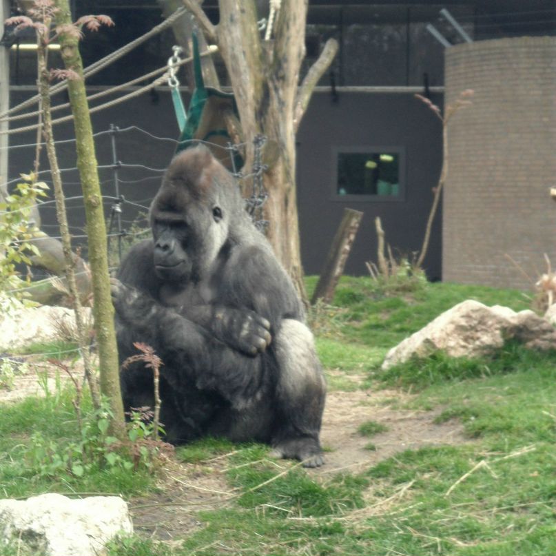 Лиза Билецкая | Hoorn