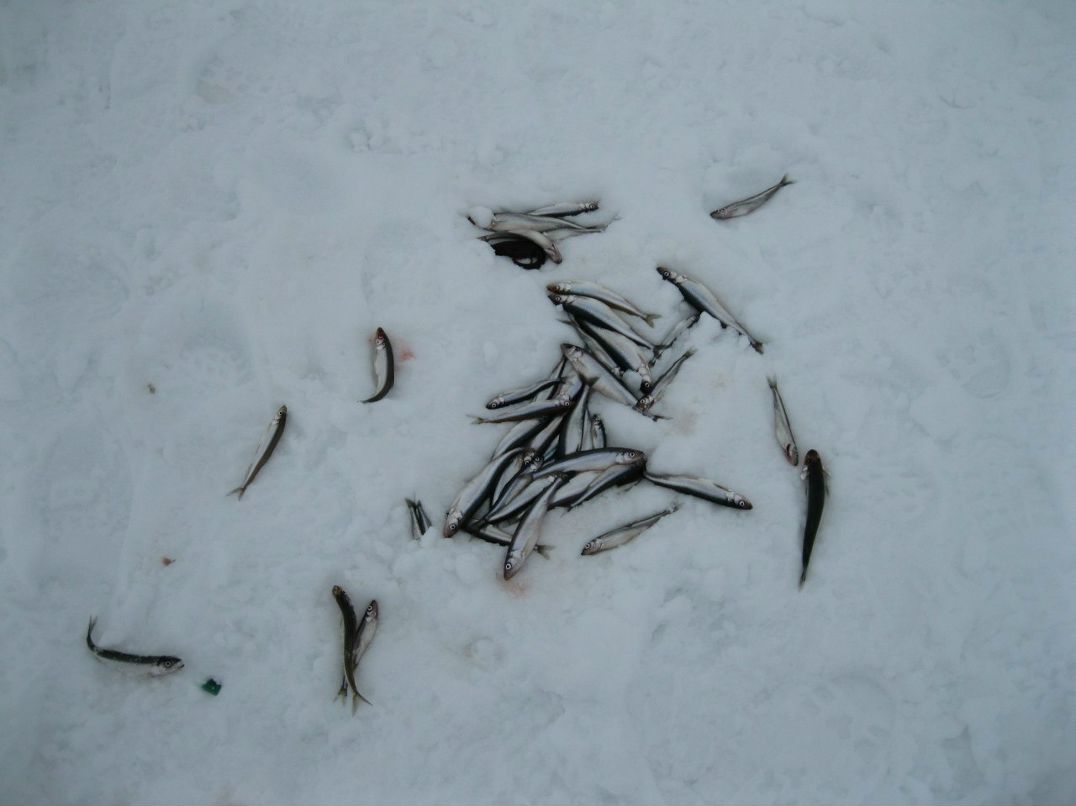 Лешик Иванов ¤SUN¤ | Магадан