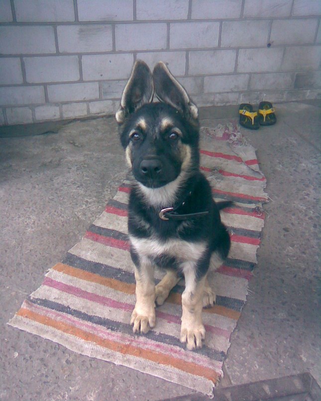 Дмитрий Краснощёкий | Глухов