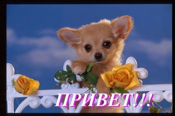 Светлана Шушина | Санкт-Петербург