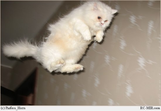 Желеньчик Серкачева | 