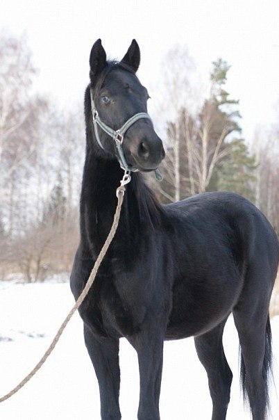 Елена Киселёва | Новосибирск