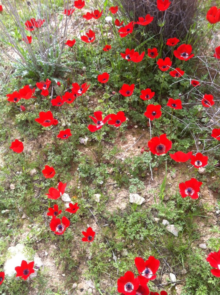 Ila Grishko | Ашдод