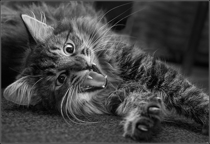 Владимир Васильев | Гатчина