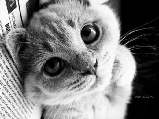 Анна Климова | 