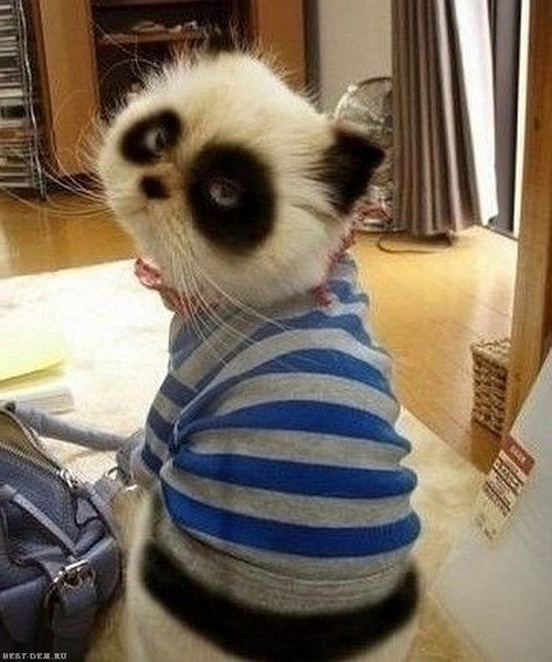 Катерина Воронова | 