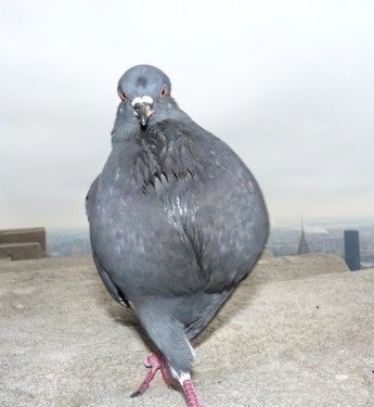 Анита Бабочка | Великий Новгород