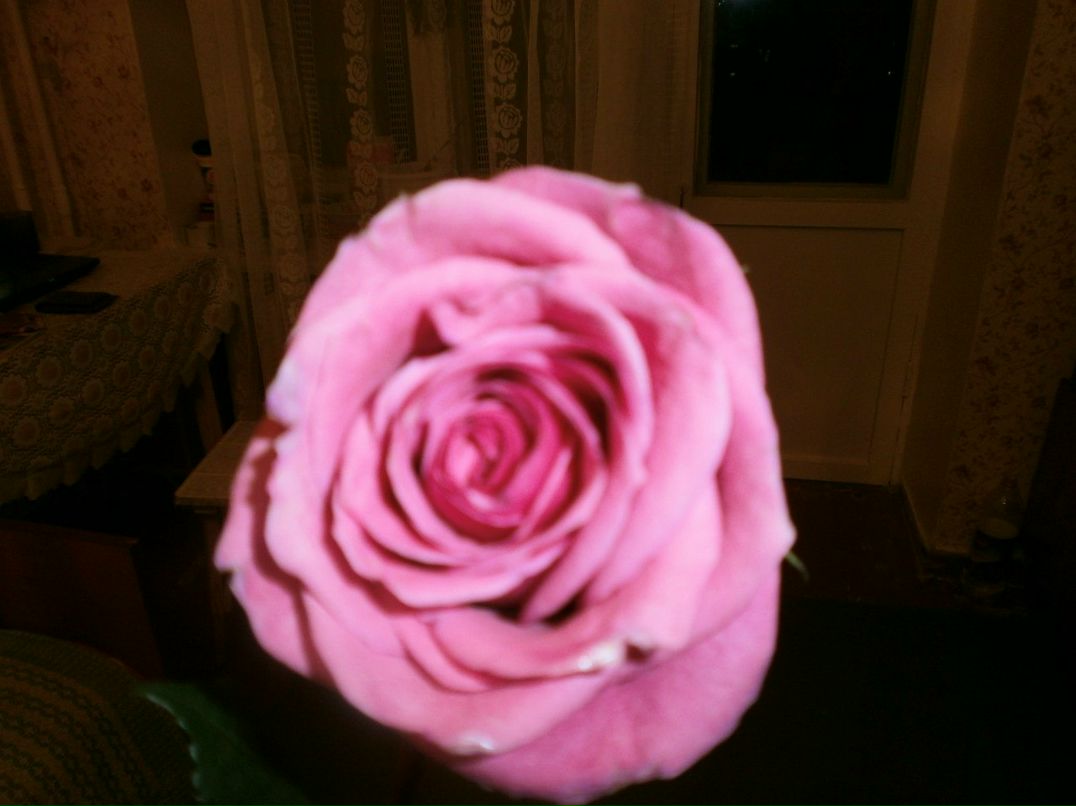 Светлана Нечаева | Череповец