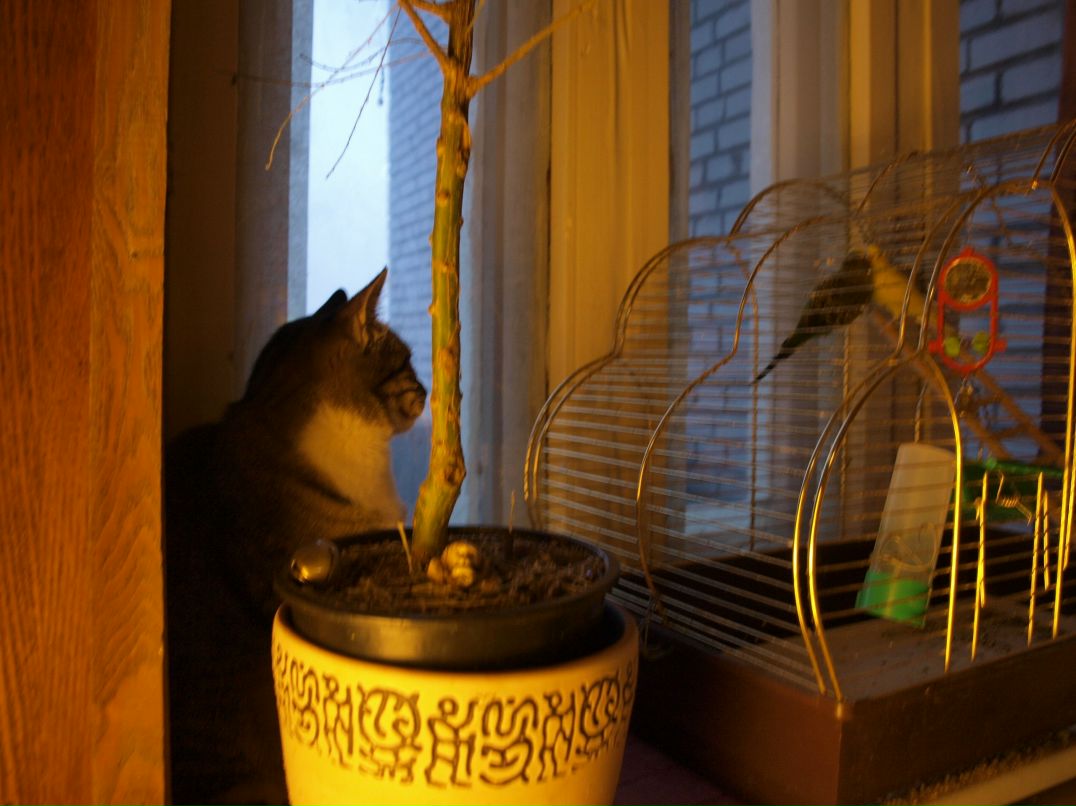 Кацура Маньчжурская 桂滿 | Санкт-Петербург