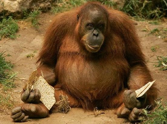 №39, Виктор Шапиро, 69 лет, Калининград, Россия №39, Виктор Шапиро, 69 лет, Калининград, Россия