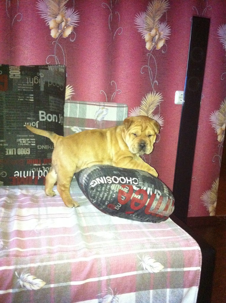 Руслан Телегин 