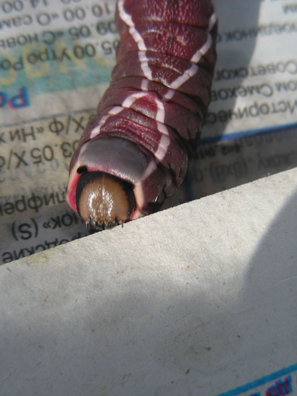 Анна Ленская | Москва