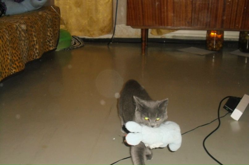 Света Касаткина | Лесной