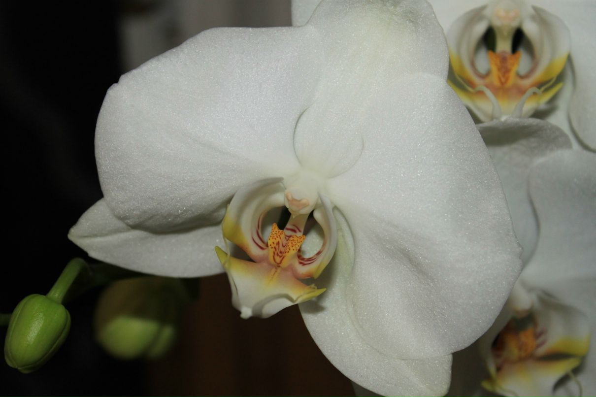 Юля Малишена | Киев