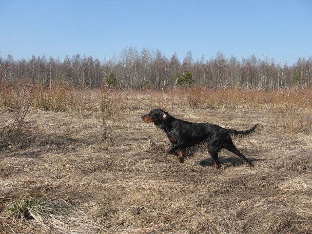 Сергей Дмитриев | Санкт-Петербург
