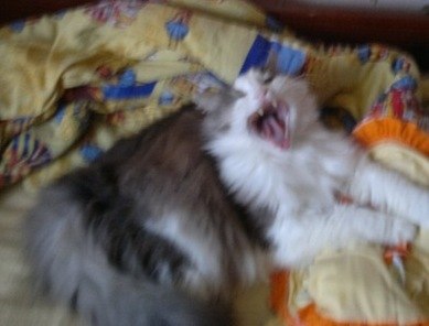 Мария Колесникова | Санкт-Петербург