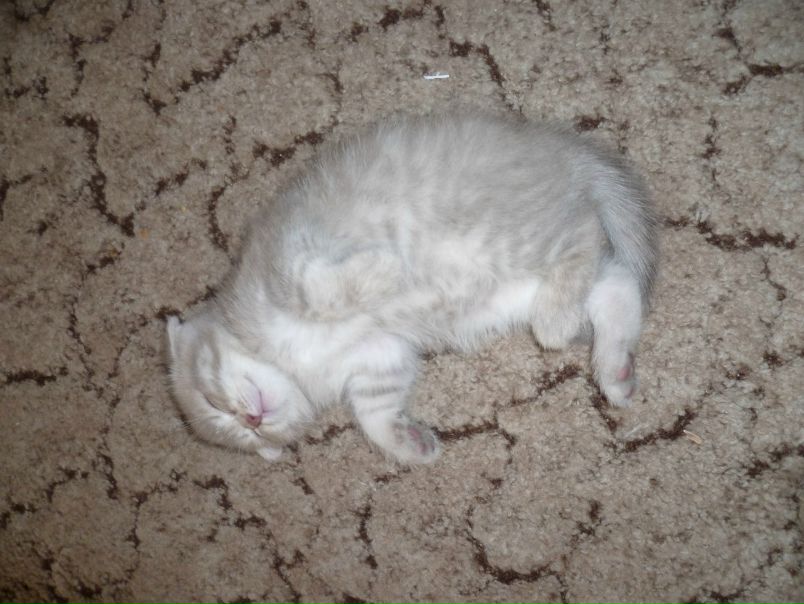 №66, Лусинэ Кияткина, 49 лет, Кумертау №66, Лусинэ Кияткина, 49 лет, Кумертау