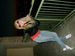 Максим Цыбульский фотография #47