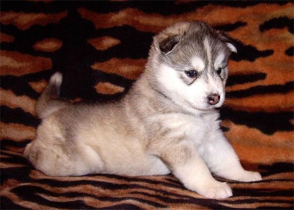 №94, Андрей Дубинин, Мурманск №94, Андрей Дубинин, Мурманск