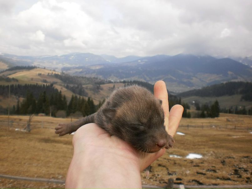 Іван Вірстюк Васильович | Верховина