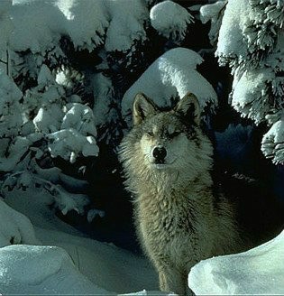 Рома Зенов | 