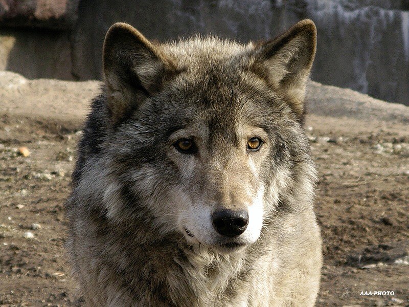 Денис Колесников ♂♂♂ M@STER $$$ | Москва