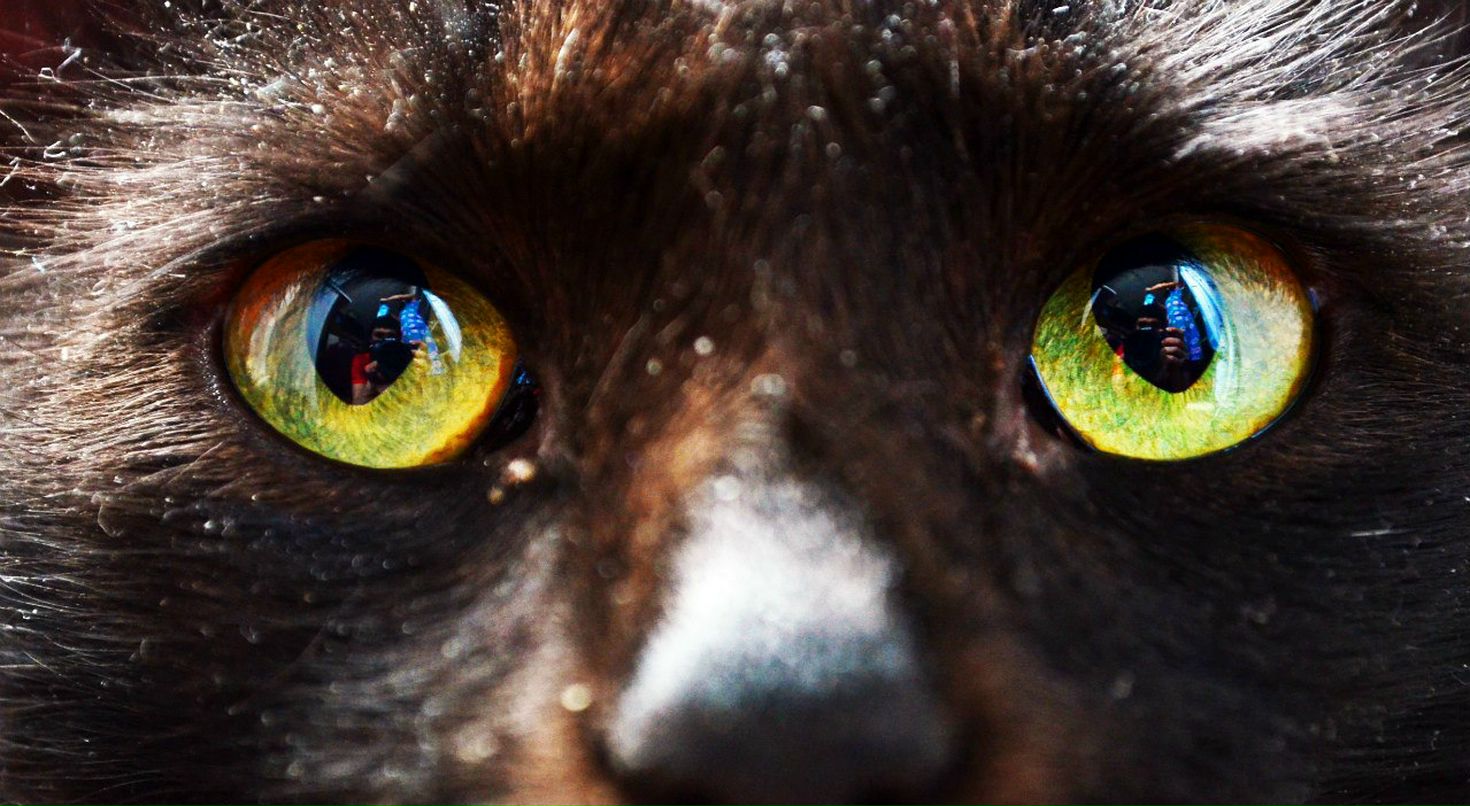 Вагид Мамедов Scouser | Санкт-Петербург