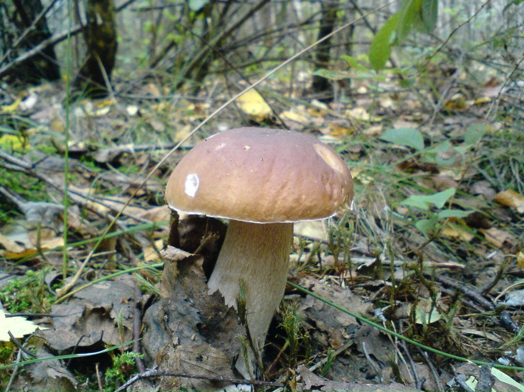 Алексей Бушай | Чернигов