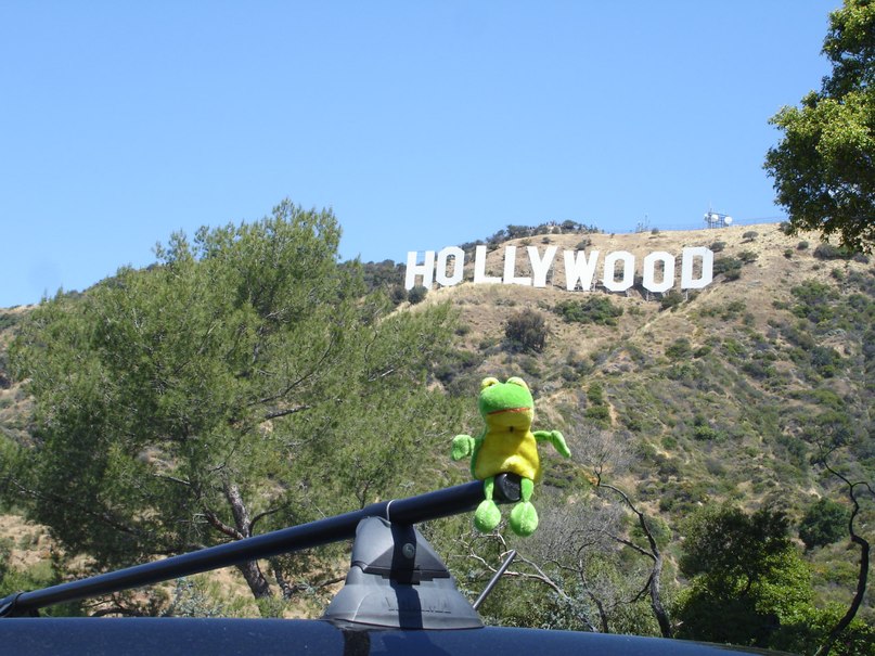 Лягуха Зырящая | Санкт-Петербург