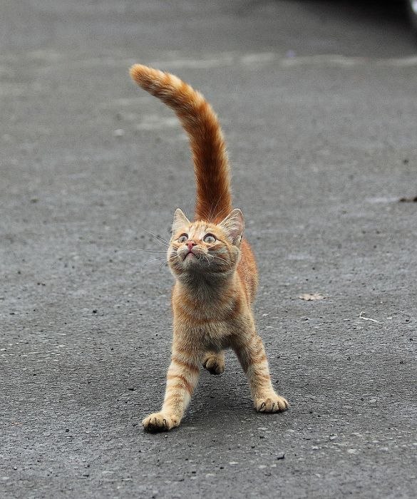 Алёна Мунтяну | Одесса