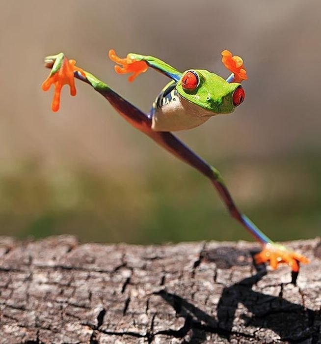 Любомир Венгриновський Butcher | Katowice