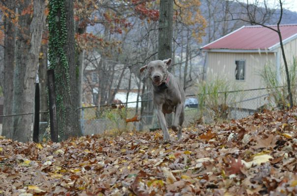 №19, Aleksandr Davidov №19, Aleksandr Davidov