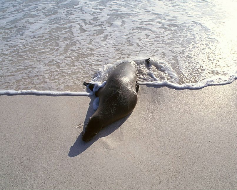 Леонид Забурдаев | Санкт-Петербург