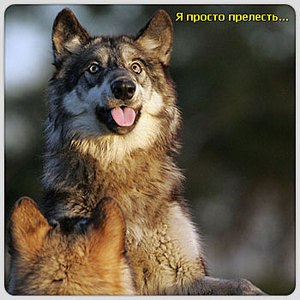 Виталий Голубцов 生きる | Лодейное Поле