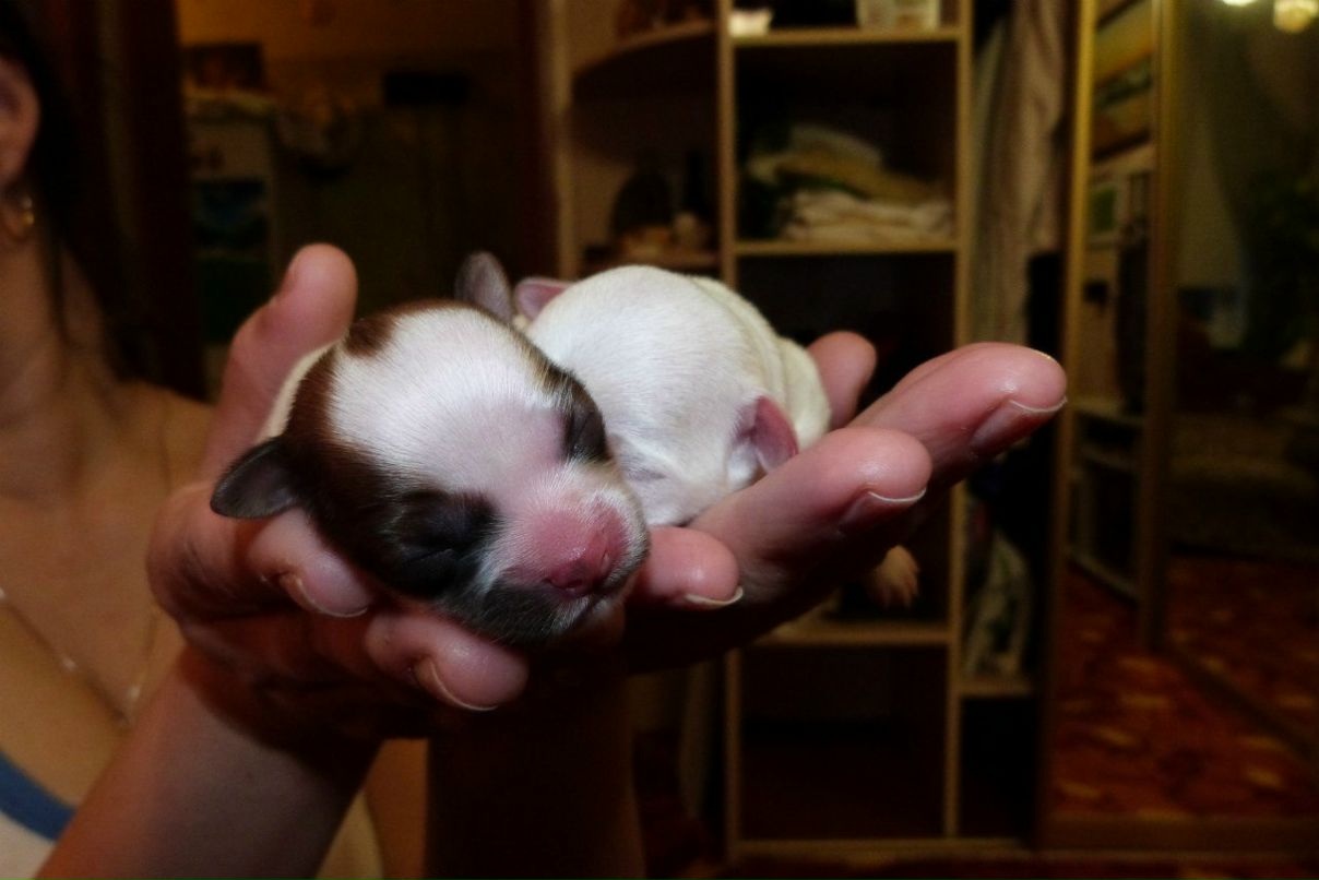 Dar Jah | Санкт-Петербург