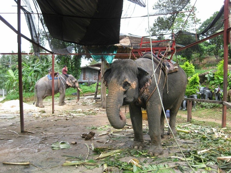 Феофана Ромашкина | Санкт-Петербург