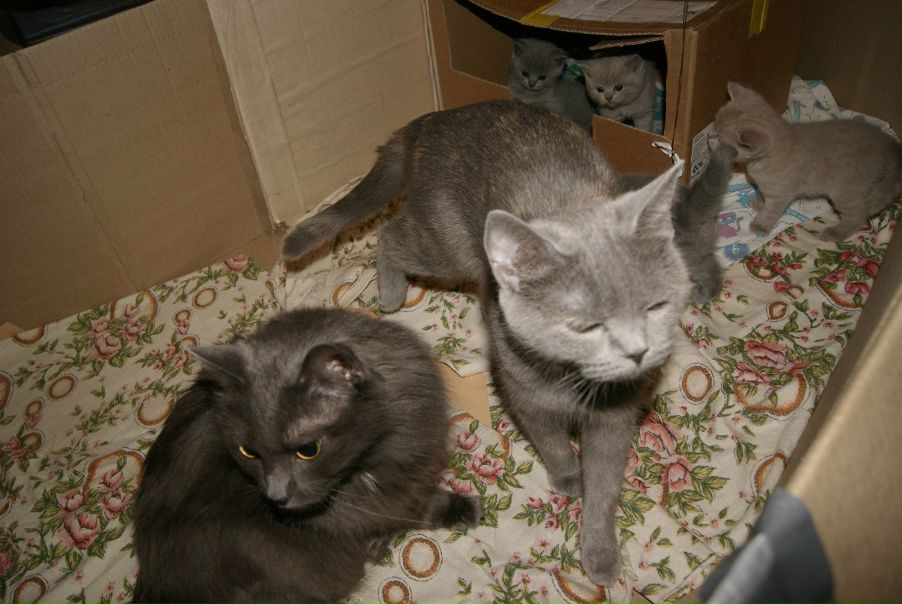 №187, Ирина Чернявская №187, Ирина Чернявская