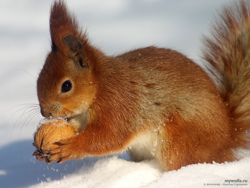 Света Короткова | Вологда