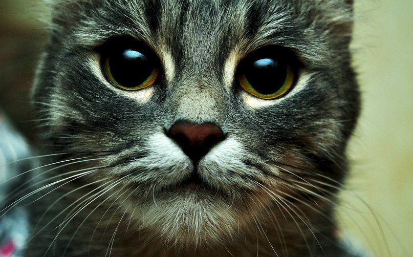 Настя Пащенко | Вологда