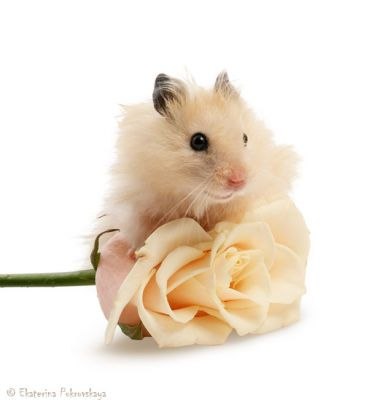 Светлана Василькова | Алексин