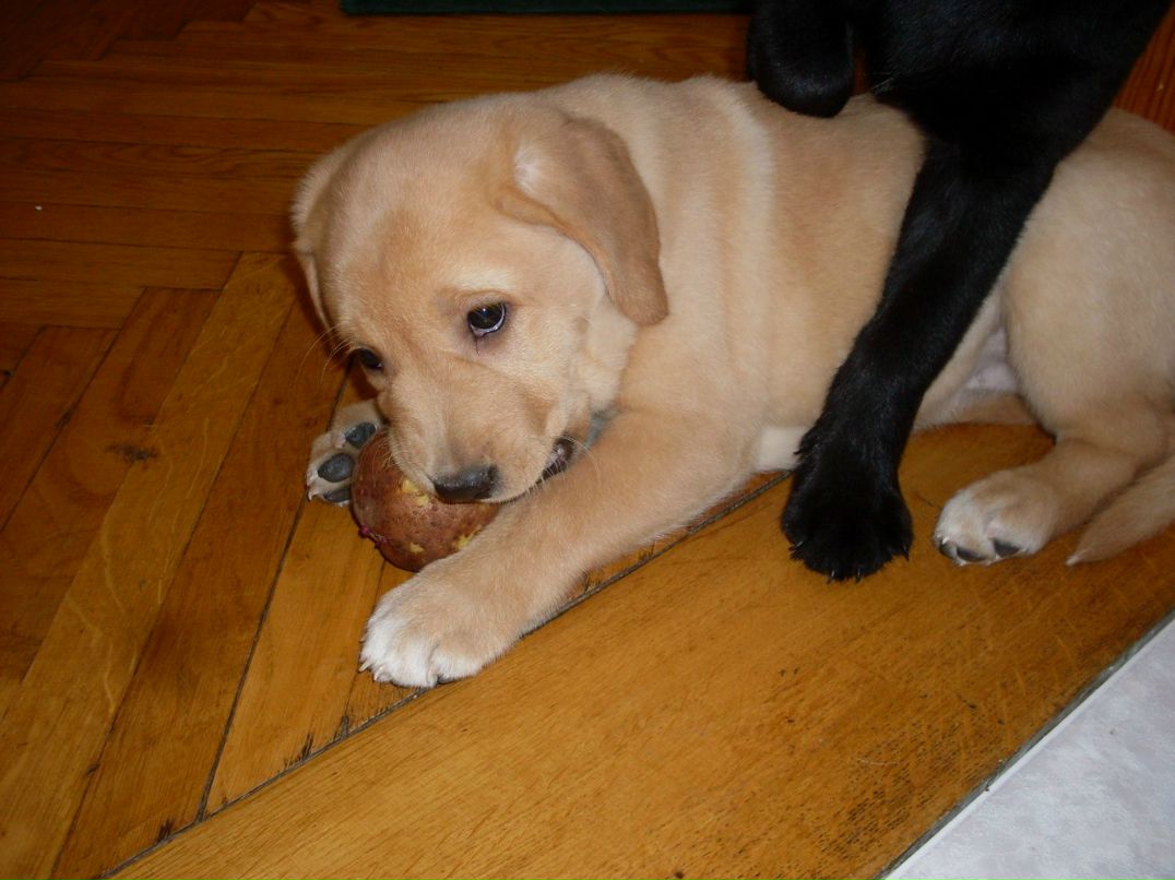 Диана Оренко | Киев