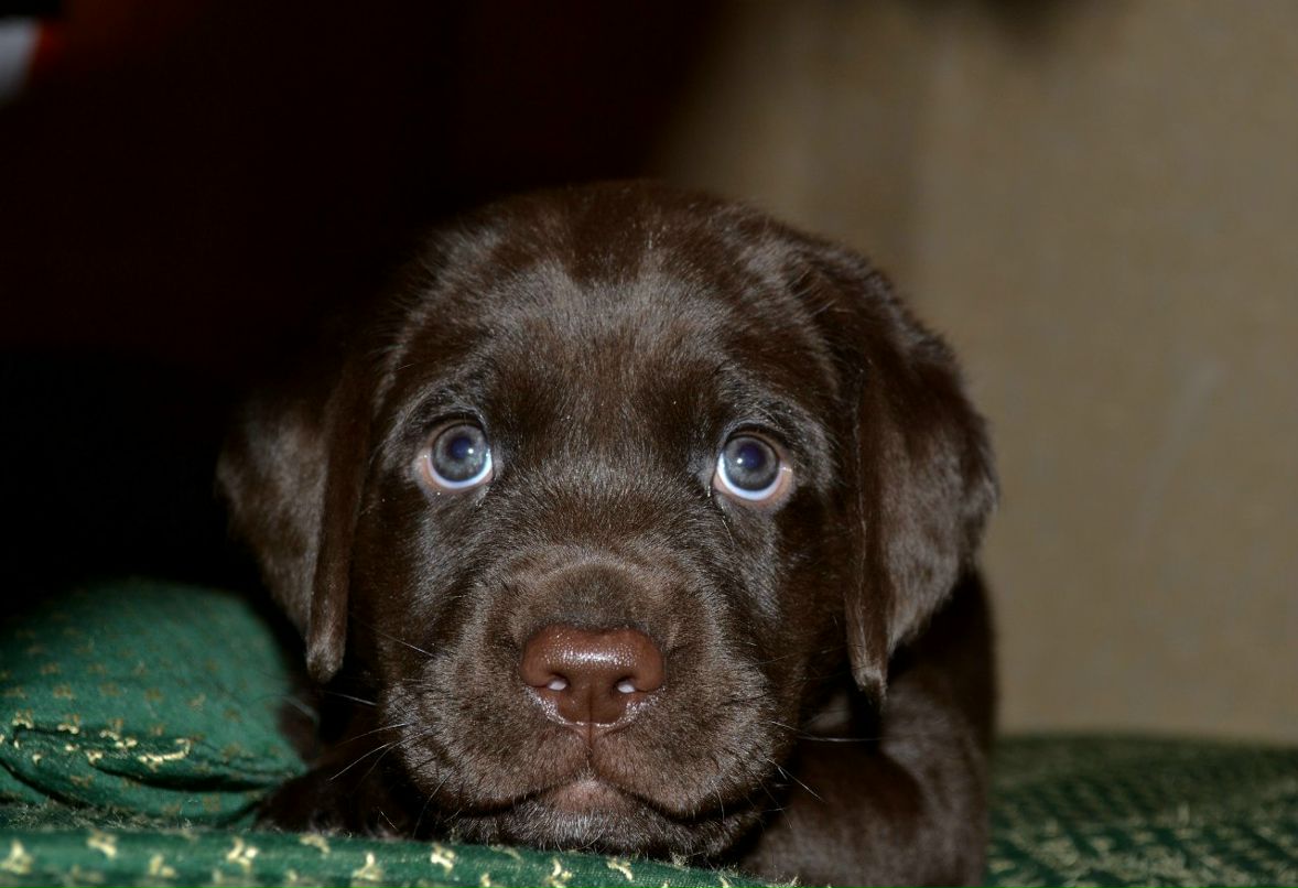 Екатерина Пируева | 